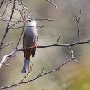 White-headed bulbul & 갈색지빠귀 이미지