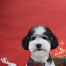 하바네즈 코리아 이미지