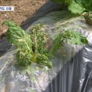 배춧값 폭등 사태‥&#34;이렇게 힘든 건 46년 만&#34; 이미지