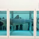 하늘수한약국 | 5월 서울 전시회 추천 ㅣ 국립현대미술관 데이미언 허스트 전시 예매 상어 후기