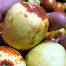 농업회사법인 유한회사 우리농장 이미지