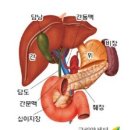 담낭은 기름진 음식을 싫어합니다... 이미지