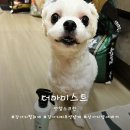 비단펫 | 강아지냄새제거와 피부영양까지 한번에 챙기는 펫헬스크린 더마미스트 사용 후기