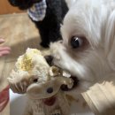 모들펫살롱 이미지