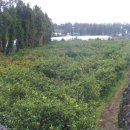 서호동-29 이미지