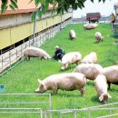 이천두농장 이미지