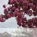 월곡공원 | 대구 월곡역사공원 겹벚꽃 명소 이용 안내 가는 법 주차장 정보