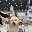 꼬똥몽드 이미지