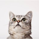 건강하게 동물병원 이미지