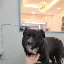 다솜애견 이미지