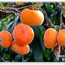 청도감마을 이미지