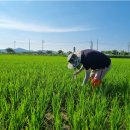 농업기술센터 화령상담소 | 군산시농업기술센터, 고품질 군산쌀 위한 벼 이삭거름 적기 시용 당부