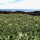 제주 토끼섬 문주란자생지 이미지