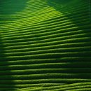 그린레시피 이미지