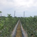 성보농원 이미지