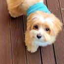 도그인 그레이 이미지