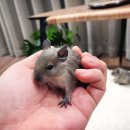 달펫 소동물샵 이미지