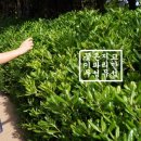 트렉스타하양점 | 별그대 동백섬 장사도해상공원 까멜리아 (2)