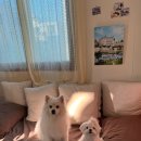 테마 애견 이미지