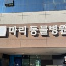 영주동물병원 | 영주 마리 동물병원 후기