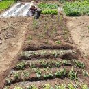 텃밭 | 서울에서 텃밭 가꾼 후기, 노원 공공 텃밭/ 민간 주말농장 추천 및 가이드