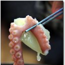 박속낙지 이미지