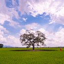 우강면 무궁화 이미지