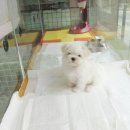 꿈꾸는도로시