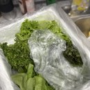 용지농장 | 집에서 즐기는 신선 샐러드, 초록이들 온라인 채소 후기