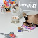 내추럴펫 | 고양이주식캔사료추천 내추럴발란스 서포터즈4기 쉐지애 깜짝선물 감동