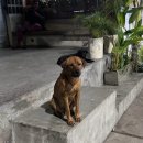 콕스다이어트 | 5번째 발리여행 후기