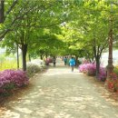 올레길 하천형 3코스 이미지