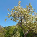 만평농장 | 파주 팜랜드 대형애견카페 방문후기 / 1 만평 강아지운동장 / 서울근교 강아지카페