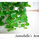 페페로미아 이미지