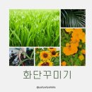 화단꾸미기 관상용꽃 키우기 잔디씨 파종시기 키우기 / 황화코스모스 파종시기 키우기