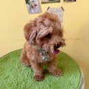 구름9-6 펫 살롱 이미지