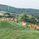 초지한우 이미지