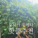 리키살롱 | 📍 [오사카 우메다 여행] 리커마운틴 주류 쇼핑 & 지브리풍 감성 카페 ‘살롱 드 아만토’ 후기 🍶🌿
