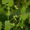 며느리밑씻개 / Prickled-vine smartweed 이미지