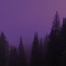 숲의 소리 이미지