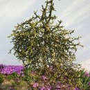 좌항1리 이미지