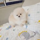 마산강아지분양 뽀뽀애견 | 마산강아지분양 포메라니안분양 후기 헬스독창원점에서 만난 포메라니안 이야기