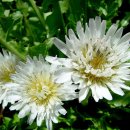 하얀민들레 이미지