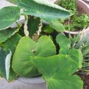 매일농장 이미지