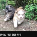 개귀여워 이미지