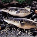 어식백세 이미지