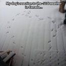 개와고양이 이미지