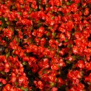 베고니아 이미지