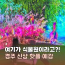 에브리버디 | 경주 라원 신상 미디어아트 식물원 경주 아이랑 가볼만한곳 솔직 후기