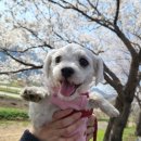황산애견 네이버블로그